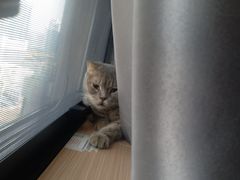 -喵园·猫主题咖啡厅·撸猫·猫咖(国贸店)