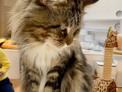 -COLOR PETS 撸猫馆·购猫·猫咖(长风大悦城店)