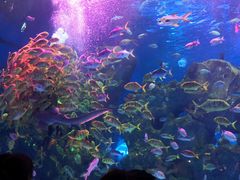 -芜湖新华联大白鲸海洋公园