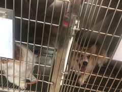-创凡宠物医院·骨专科  猫科中心(西乡分院)
