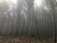 -广州市石门国家森林公园