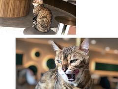 -飞行喵MR PILOT|猫舍·猫咖(静安大融城店)