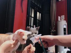 -猫色咖啡·猫咖