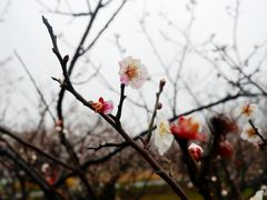 -香雪海