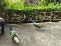 -黔灵山公园
