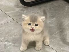 -猫十亿·布偶金渐层·曼基康矮脚猫舍(青年路店)