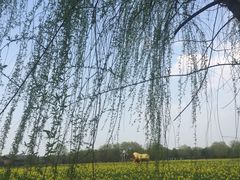 -长兴太湖图影湿地文化园