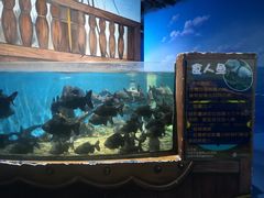 -沙沙哗啦海洋馆(华宇百花谷店)
