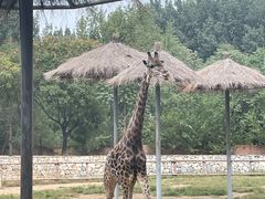 -北京野生动物园