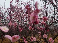 -三门江国家森林公园