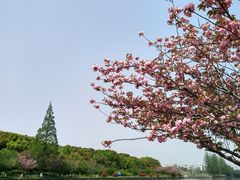 -高东镇樱花园