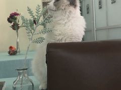 -鼓捣猫呢主题猫咖店