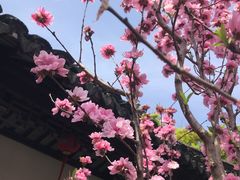 -上海醉白池公园