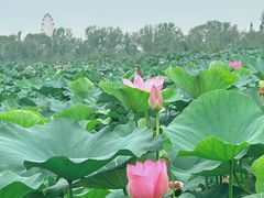 -白洋淀风景区