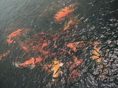 -西湖外事游船(花港观鱼码头)