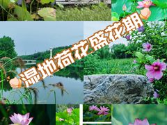 -马家湾湿地公园