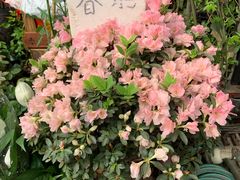 -秦美花卉(天朗·莱茵小城2期店)