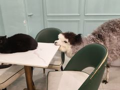 -安格丽娜·狗咖·猫咖羊驼咖(春熙路百盛商场店)