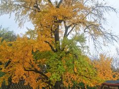 -千年银杏谷文化旅游区