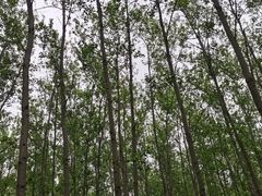 -合肥滨湖国家森林公园