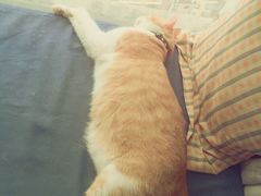 -猫咖时代(中山亭店)