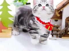 -70cat德文卷毛猫·缅因猫纯种猫舍