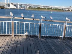 -台场海滨公园船码头
