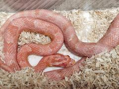 -酷以爬仙阁实体爬宠店·守宫·蜥蜴·专业繁育