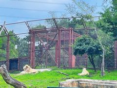 -沈阳森林动物园