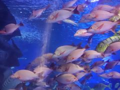 -太平洋海底世界