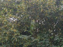 青炒油菜花-老根农家饭店