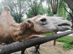 -北京野生动物园