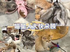 -楼上猫咖(罗湖店)