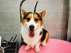 -宠福鑫康馨动物医院·骨科·眼科
