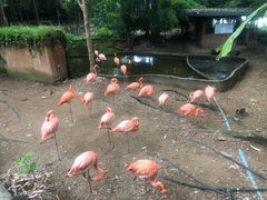 -清迈夜间动物园