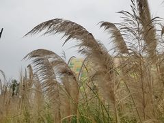 -中国天府农业博览园