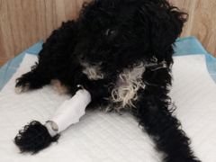 -宠颐生动物医院·心脏科·保险定点(锦阳分院)