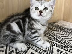 -喵zoo家庭繁育猫舍(尖东智能花园店)