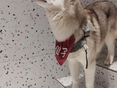 -Husky Go!哈士奇体验馆·宠物咖啡厅狗咖