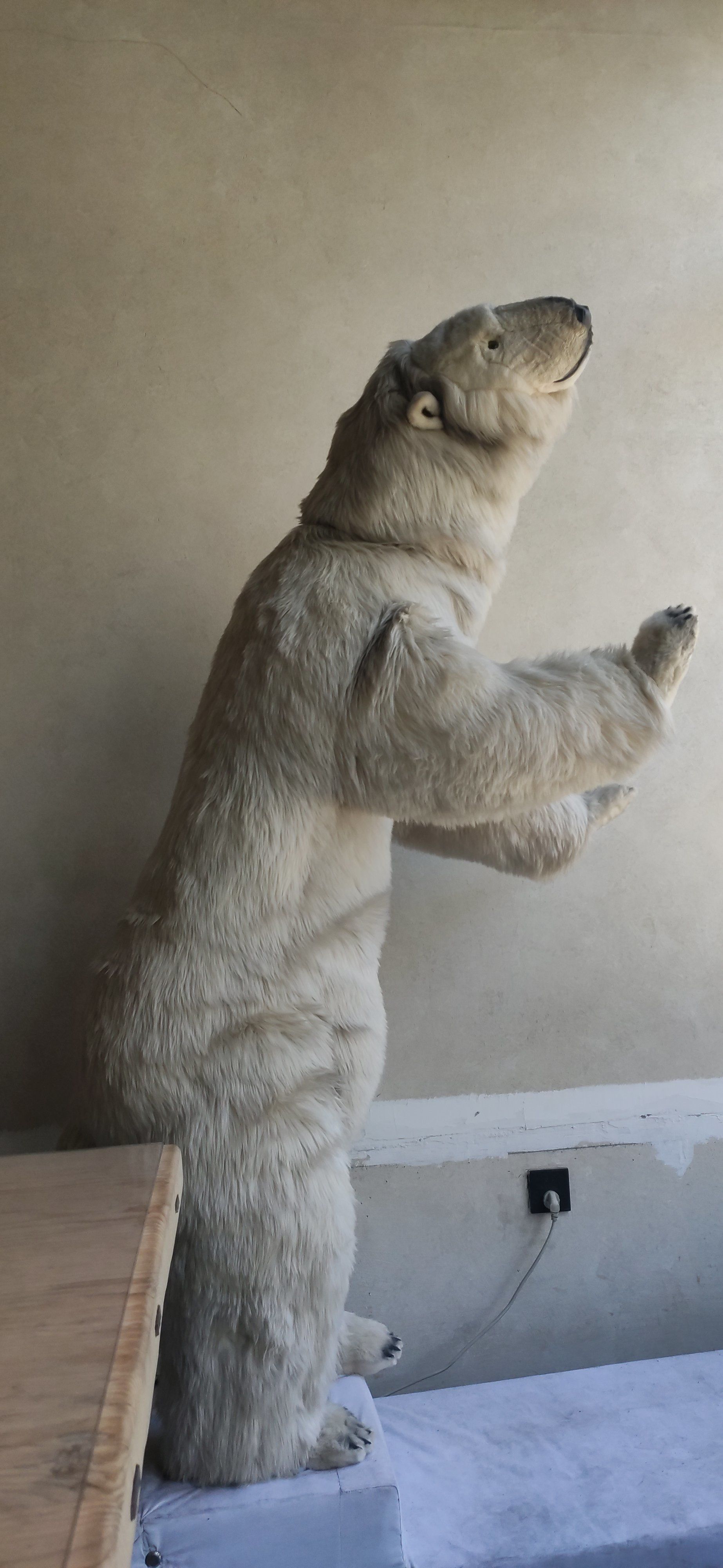 好可爱的北极熊🐻