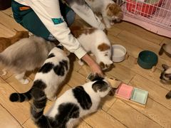 -Cappucimeow猫咪咖啡馆(韦伯时代店)