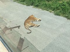 -大连森林动物园