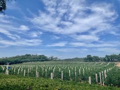 -北京张裕爱斐堡酒庄