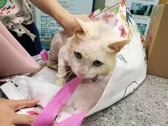 -爱侣宠医·鹦鹉专科·小型哺乳类·异宠专科(灵石路店)