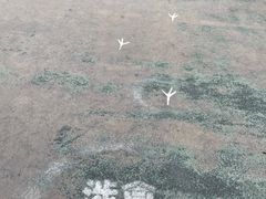 -华侨城湿地公园