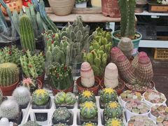 -三圣花乡旅游区