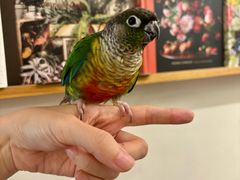 -自由生长植物工作室(深港花卉中心店)