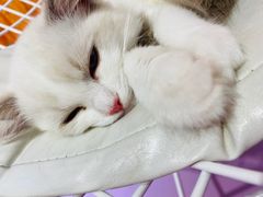 -极木²邸 人与宠物·互动社区