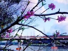 -高东镇樱花园