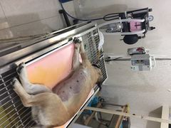 福兴宠物诊所-瑞派福兴宠物医院犬猫全科·骨科·中西医结合(河东店)